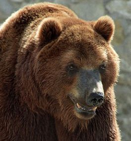 Медведи нападают в Томской области на людей
